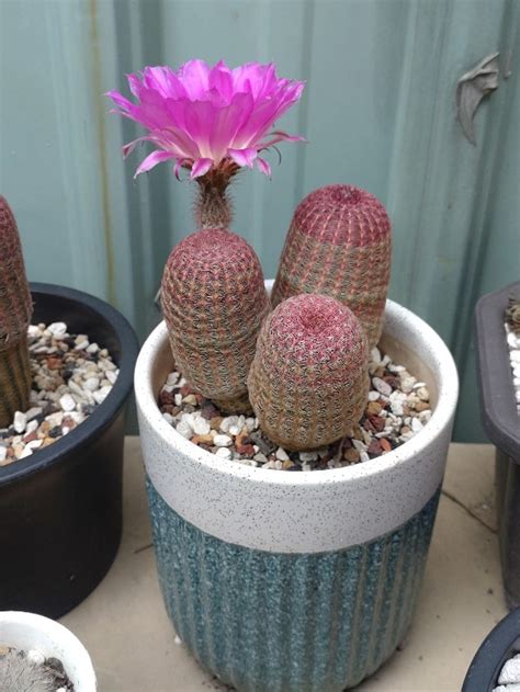 紫太陽仙人掌繁殖|紅太陽(Echinocereus rigidissimus),仙人掌科紅刺小可。